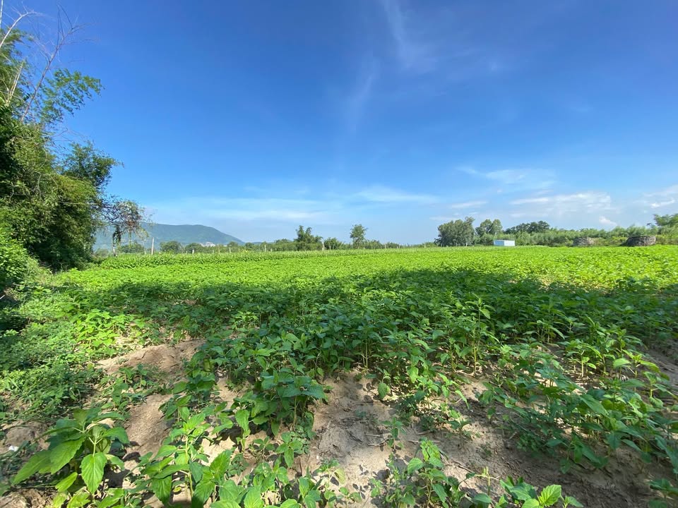 Đất vườn Cát Trinh, Phù Cát 525m² giá chỉ 125 triệu - Cơ hội đầu tư hấp dẫn!