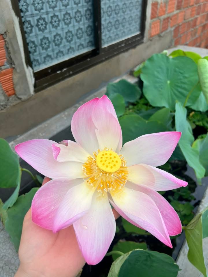 Đất nền Đông Bàn Thành 3, An Nhơn 75m² - Lô góc đẹp, giá thỏa thuận!