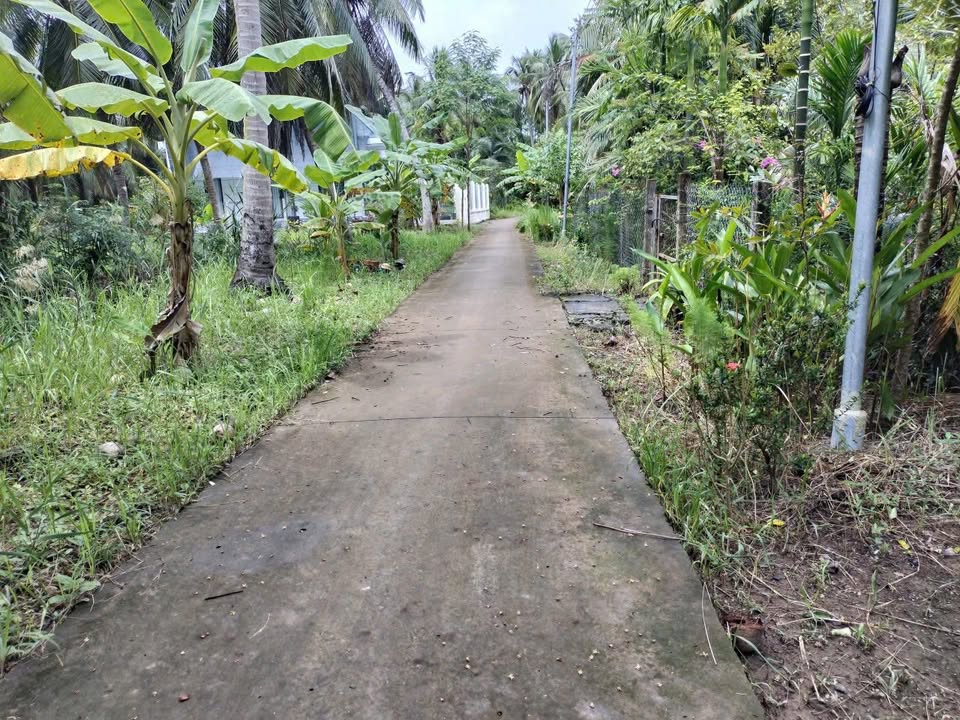 Đất vườn Châu Hòa Giồng Trôm 1900m² giá 1.2 tỷ - Tặng nhà cấp 4 trên đất!