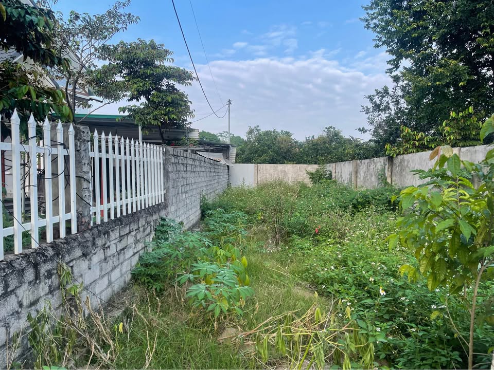 Đất nền 100m² tại Hòa Thạch - Quốc Oai chỉ 100 triệu - Đầu tư sinh lời ngay!