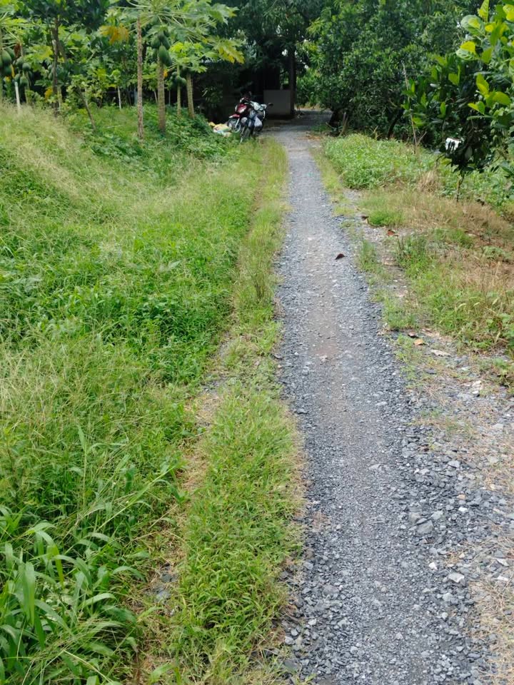 Đất vườn mít 3.5 công tại Mỹ Hiệp, Đồng Tháp - Giá chỉ 1.4 tỷ, sẵn sàng đầu tư!