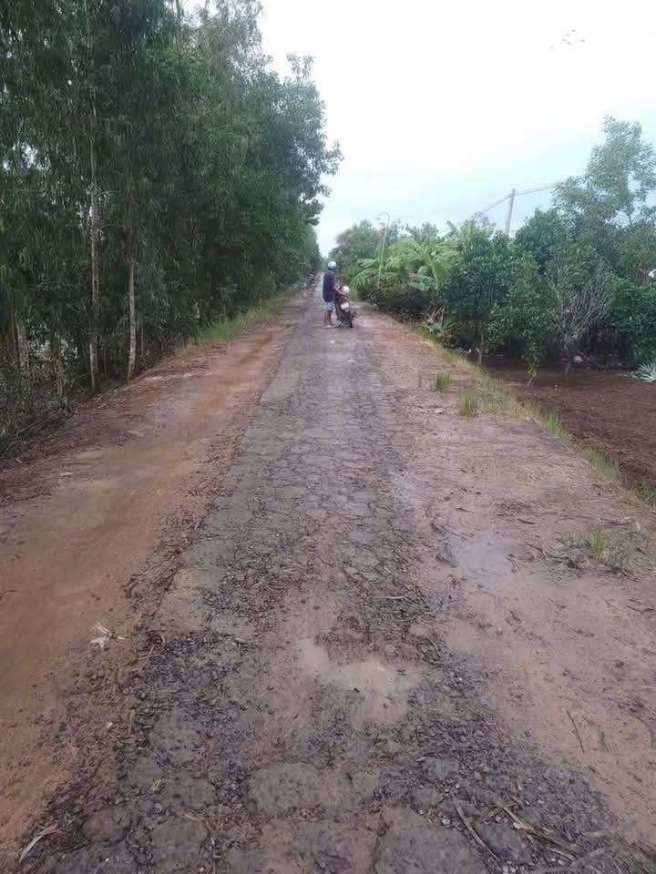 Đất nền 14 công ấp 3 xã Thạnh Tân, huyện Tân Phước, 2.38 tỷ - Đầu tư sinh lời ngay!