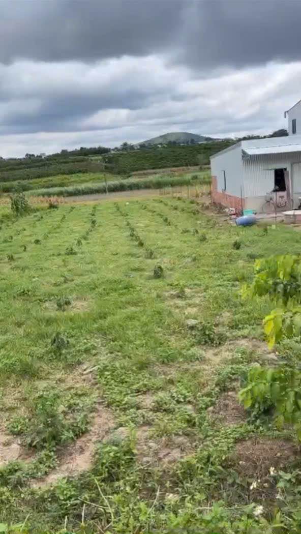 Đất nền 1,3 sào tại Tân Hội, Đức Trọng - Giá 870 triệu, mặt tiền rộng 13m!