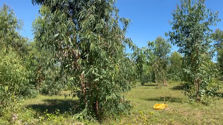 Đất nền 1,3 ha xã Thuận Hòa giá 4.14 tỷ - Pháp lý đầy đủ, thuận lợi phát triển!