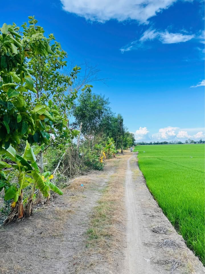 Đất cho thuê tại xã Định Thành, huyện Thoại Sơn, An Giang - 130.000m² giá chỉ 41 triệu/năm!