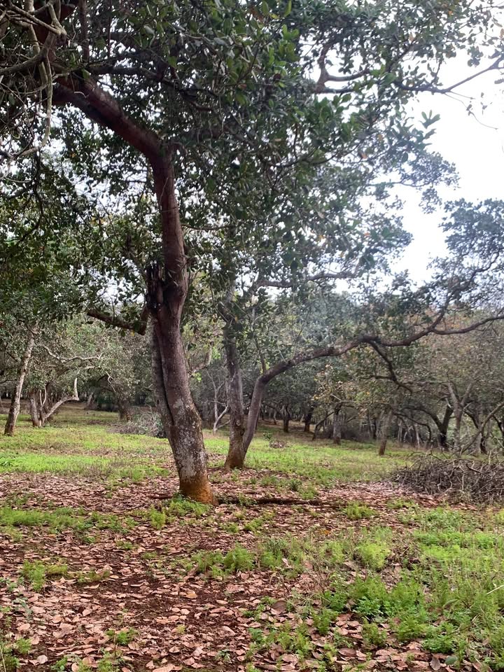 Đất Phước Tân 10.000m² giá 1.4 tỷ - Cơ hội đầu tư hấp dẫn!