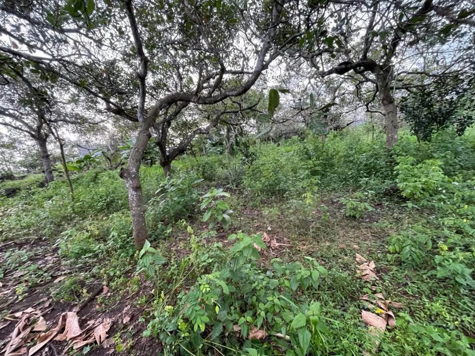 Đất nền Tà Lài - Tân Phú 4000m² giá 1.6 tỷ - Đầu tư sinh lời tuyệt vời!