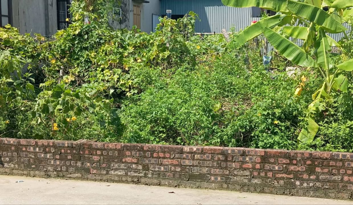 Đất nền Khê Nữ, Nguyên Khê, Đông Anh 99m² giá 8 tỷ - Cơ hội đầu tư hấp dẫn!