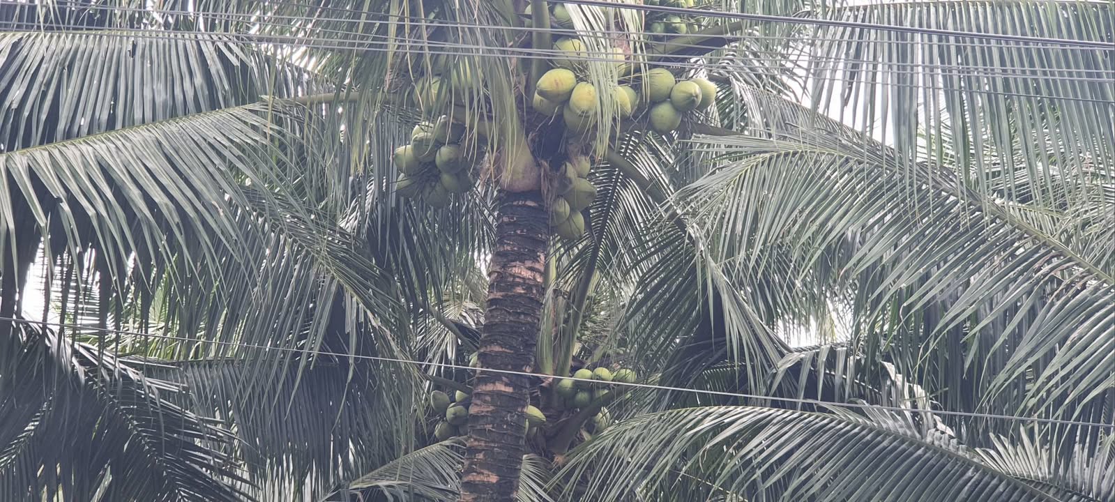 Đất thổ cư Diên Lạc, Diên Khánh 100m² chỉ từ 1.18 tỷ - Vườn dừa đẹp mê ly!