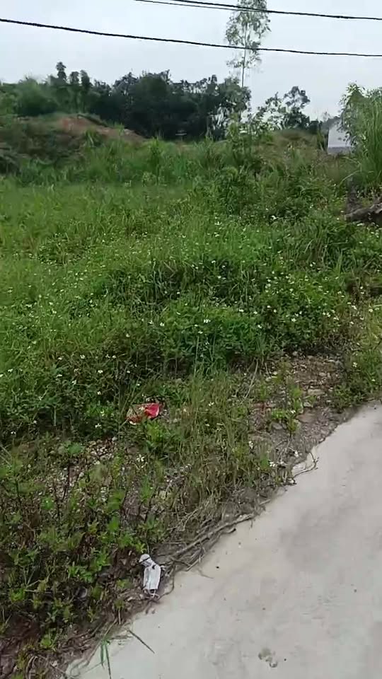 Đất đấu giá Quỳnh Xuân 200m² - Hướng Nam, giá thỏa thuận - Cơ hội đầu tư hấp dẫn!