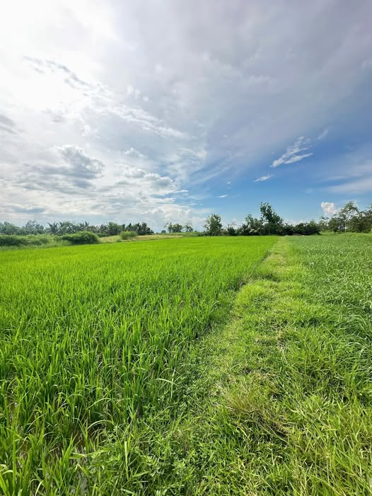 Đất nền Phước Trung, Gò Công Đông 2165m² giá 621 triệu - Gần kênh mát mẻ!