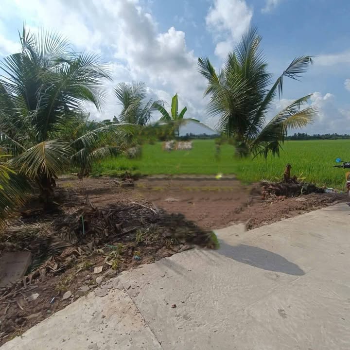 Đất lúa 2000m² Tân Thạnh, Long Phú giá 320 triệu - Mặt tiền lộ ô tô