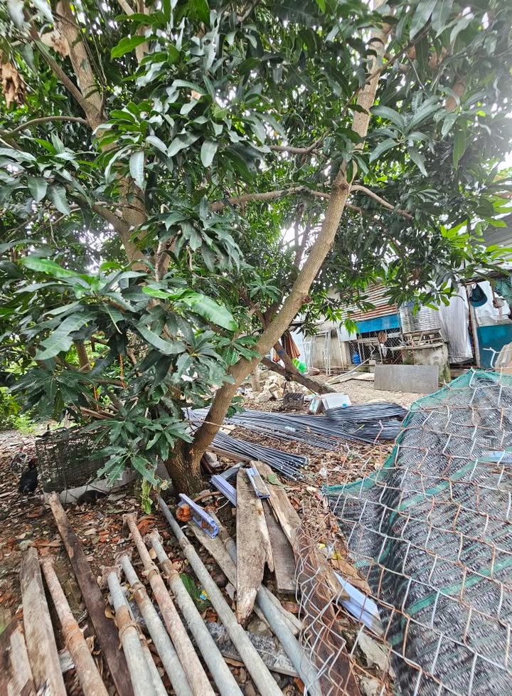 Đất thổ cư 100m² tại Thôn Phước Điền, Nha Trang - Giá 800 triệu, cần bán gấp!