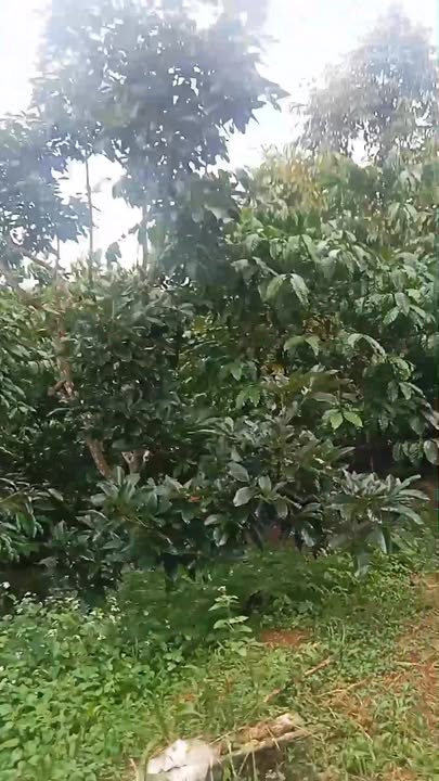 Đất Lộc Ngãi Bảo Lâm 10800m² giá 1.95 tỷ - Đầu tư sinh lời ngay!