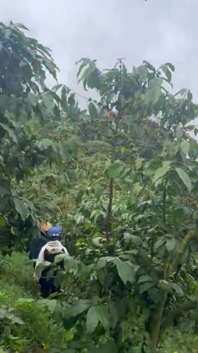 Đất Lộc Đức Bảo Lâm 6500m² giá 864 triệu - Đường ô tô tận nơi!