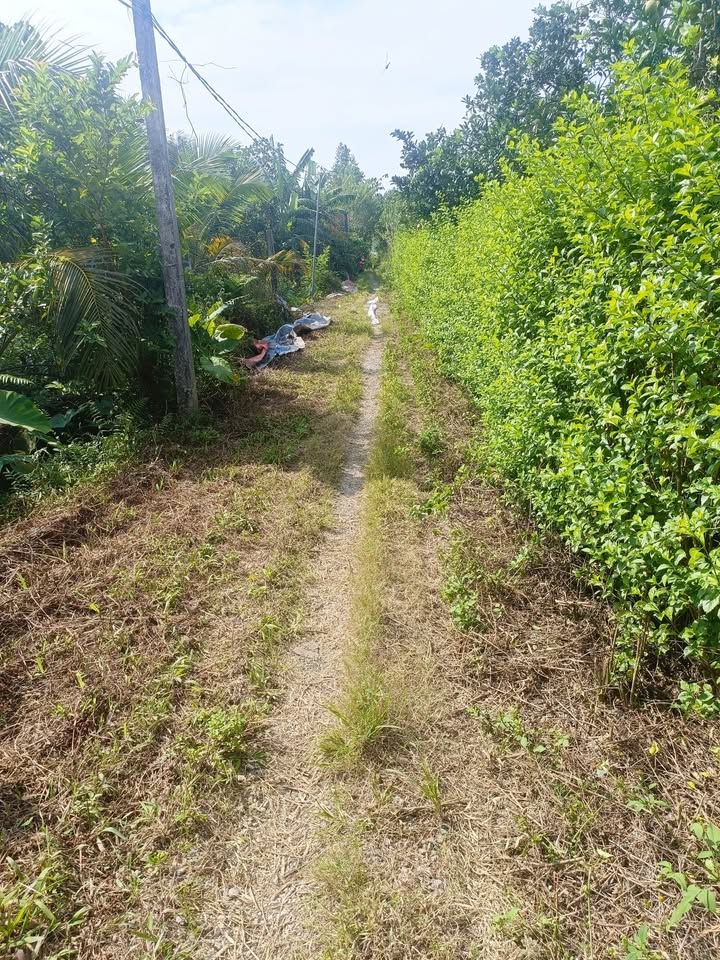 Đất vườn cây ăn quả Đại Hưng, Mỹ Đức 705m² - Sổ đỏ chính chủ, giá thỏa thuận!