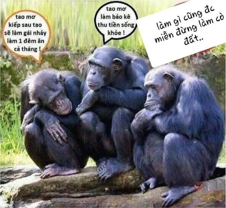 Đất thổ cư 158m² tại khu phố 250, phường Quang Tiến, thị xã Thái Hòa - Giá 700 triệu, đầu tư sinh lời ngay!