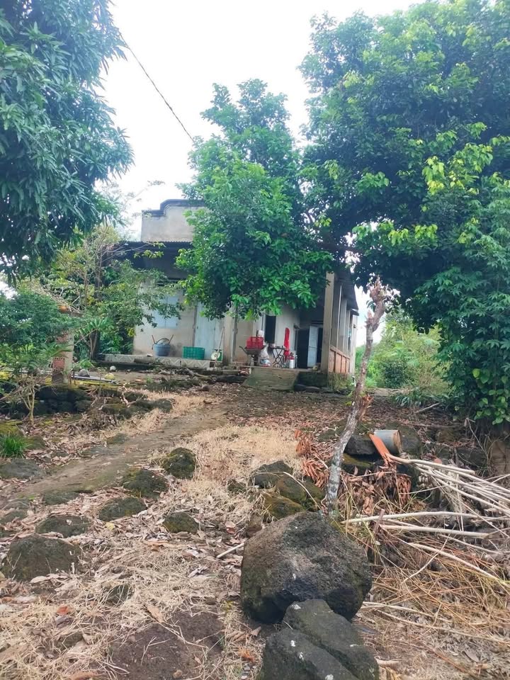 Farm 10.000m² tại Phú Thịnh, Tân Phú, 3.5 tỷ - Cơ hội đầu tư hấp dẫn!