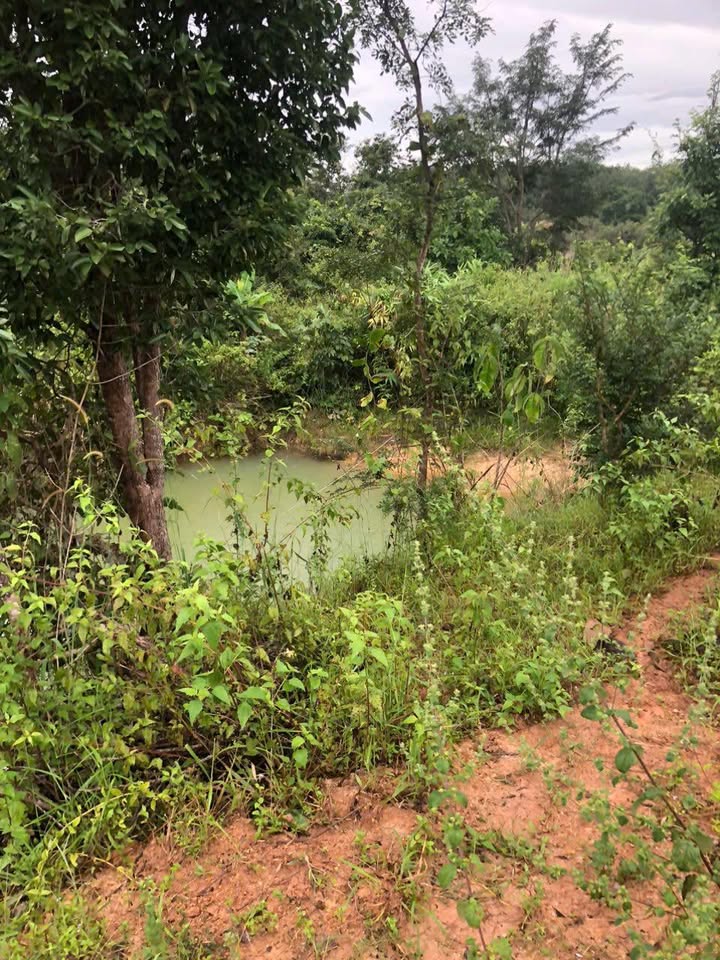 Đất nền Cư Mốt, Ea H'leo 12000m² giá 499 triệu - Cơ hội đầu tư hấp dẫn!