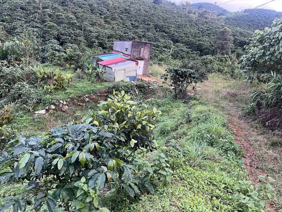 Đất nền 3.600m² tại Đại Lào, Bảo Lộc chỉ 900 triệu - Đầu tư sinh lời ngay!