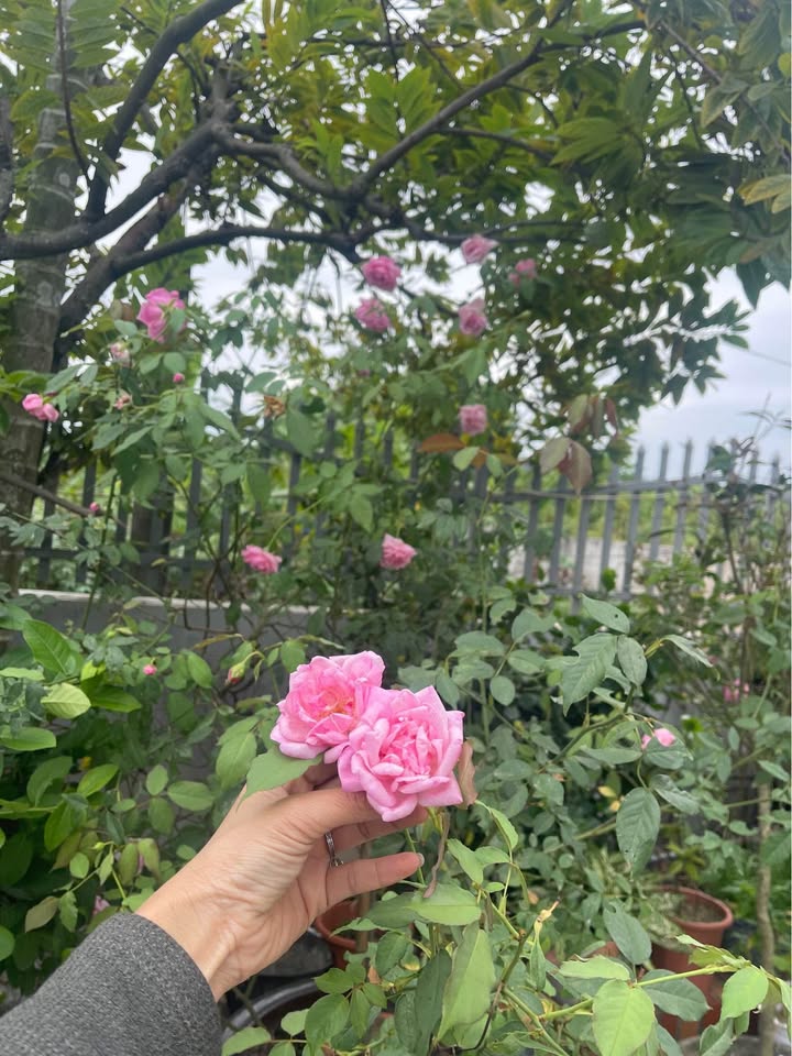 Đất dự án Minh Tân, An Dương 63m² giá chỉ từ 500 triệu - Cơ hội đầu tư hiếm có!