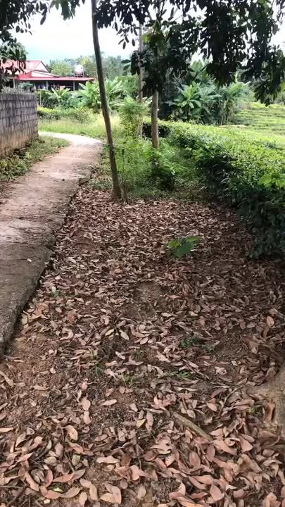 Đất Farm 4000m² tại Mỹ Thuận, Tân Sơn chỉ 1.2 tỷ - Cơ hội đầu tư sinh lời!