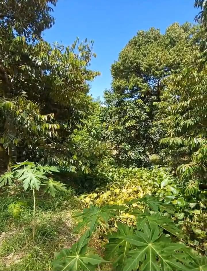 Mảnh vườn nghỉ dưỡng Nhơn Ái Phong Điền 320m² giá 980 triệu - Đầu tư lý tưởng!