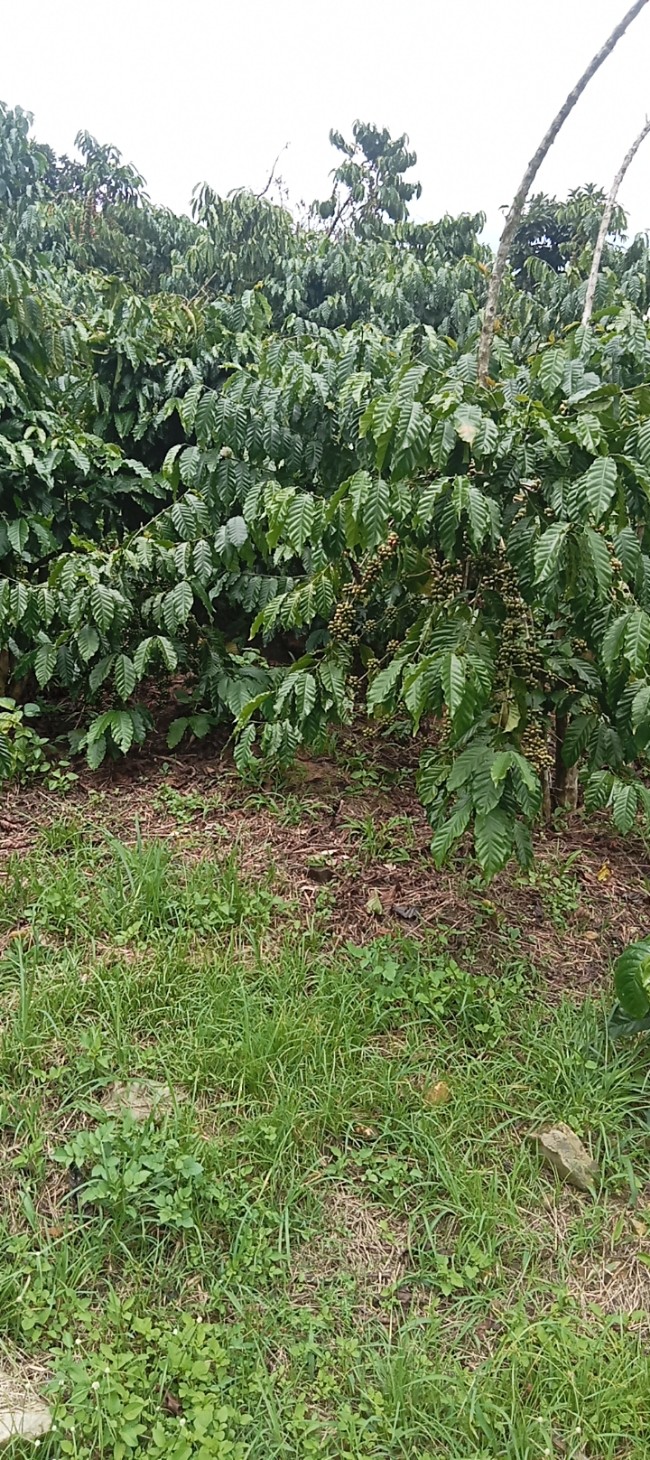 Đất nền Tân Thanh Lâm Hà 360m² giá 350 triệu - Đường đi thuận tiện!