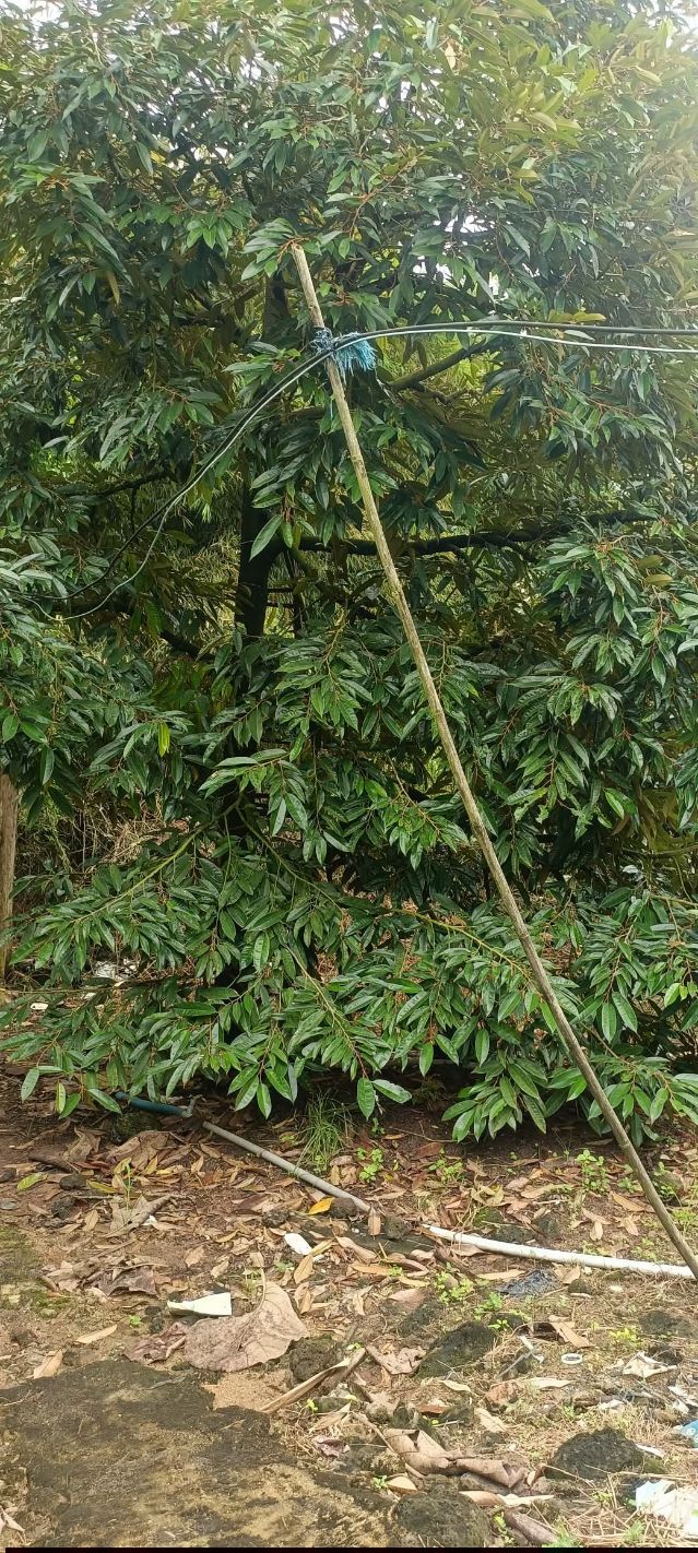 Đất thổ cư Phú Lâm Tân Phú 2400m² giá 1.6 tỷ - Đầu tư sinh lời với cây trái đang thu hoạch!