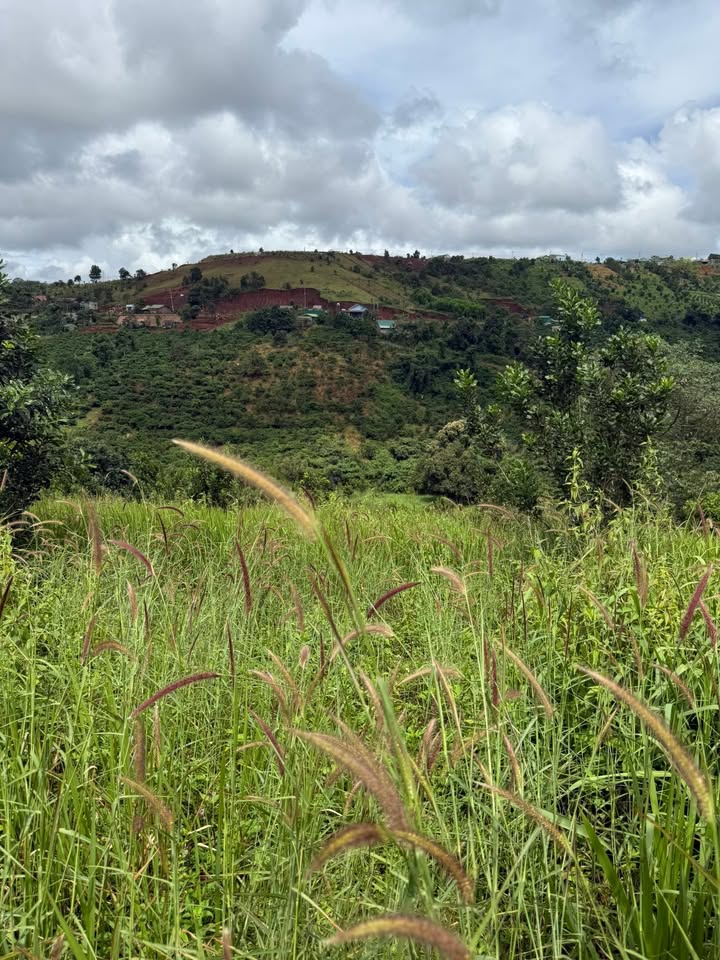 Đất nền 6000m² xã Quảng Trực, Tuy Đức - Giá siêu rẻ, sổ đỏ chính chủ!