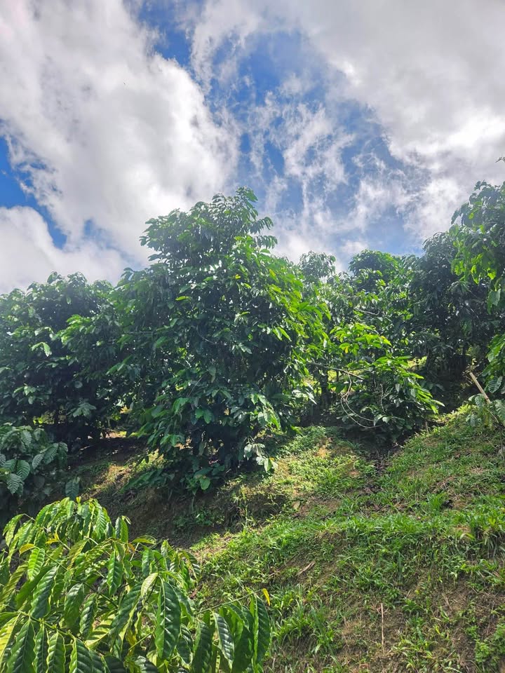 Đất nền Bảo Lộc 2400m² giá 1.58 tỷ - Sổ đỏ chính chủ, đường ô tô vào tận nơi!