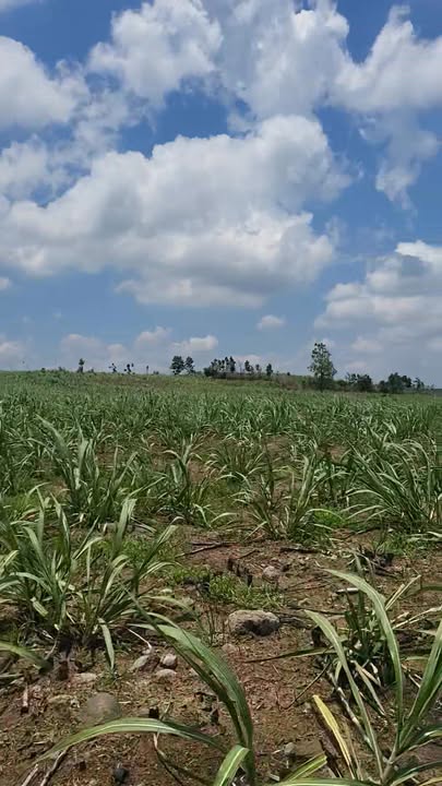 Đất nông nghiệp 2,4ha tại Chư Sê, Gia Lai - Đầu tư sinh lời chỉ 3 tỷ!