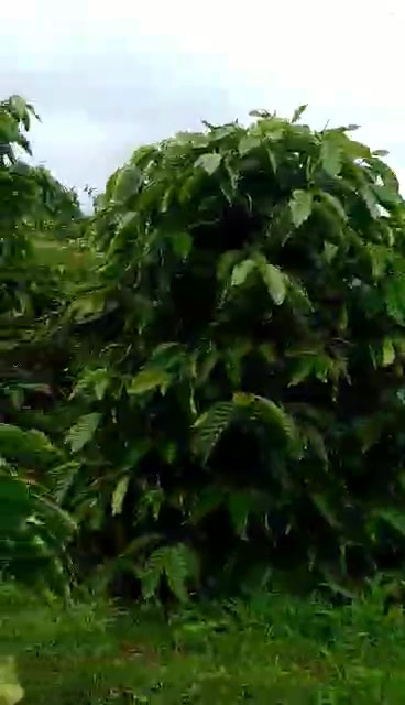 Đất rẫy cà phê 16.000m² tại Biển Hồ, Gia Lai - Giá chỉ 1 tỷ!