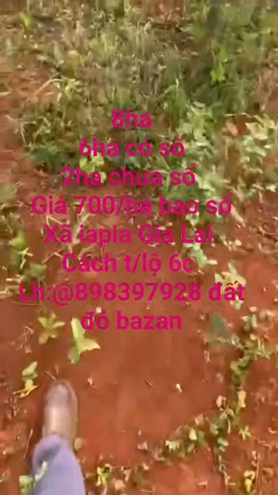 Đất nền 8ha xã Ia Pia, Chư Prông, Gia Lai giá chỉ 5.6 tỷ - Sổ đỏ chính chủ!