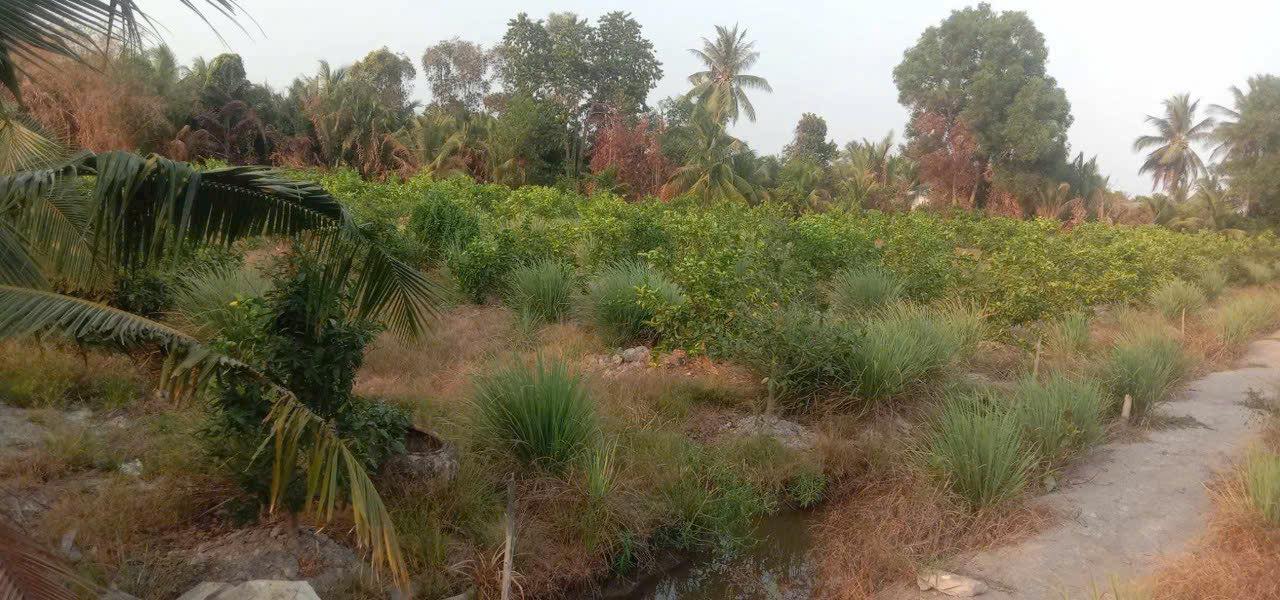 Đất nền Lương Hòa 1000m² giá 750 triệu - Cơ hội đầu tư sinh lời!