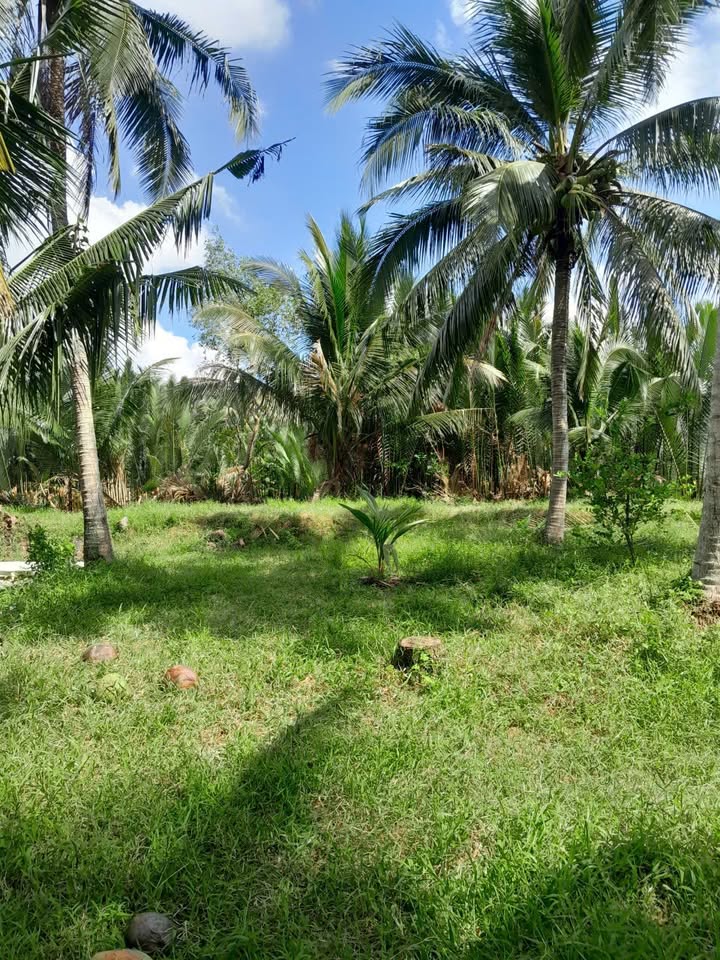 Farm đất vườn 4600m² xã An Thới, Mỏ Cày Nam - Giá chỉ 2.2 tỷ