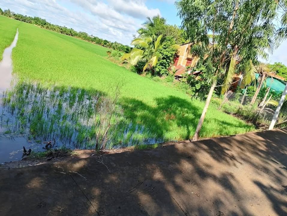 Đất Ruộng 4 Công Mặt Tiền Đường Đan tại Mỹ Hạnh Đông, 1.52 Tỷ - Cơ Hội Đầu Tư Hấp Dẫn!