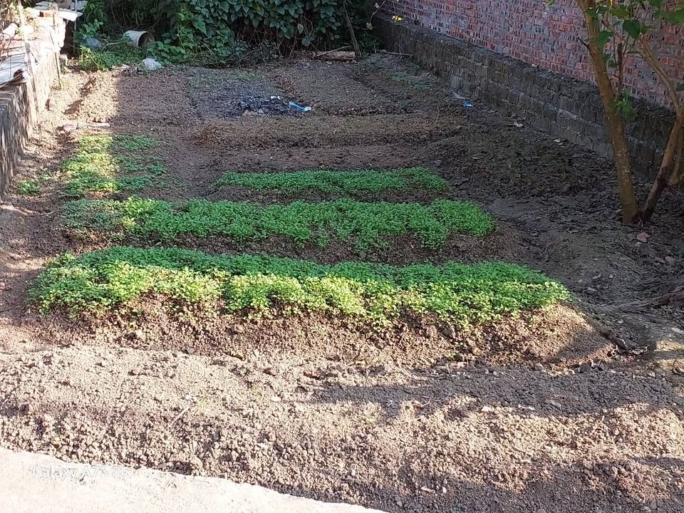 Đất thổ cư 185m² tại tổ 9, phường An Tường - Giá chỉ 2 tỷ, đầu tư lý tưởng!