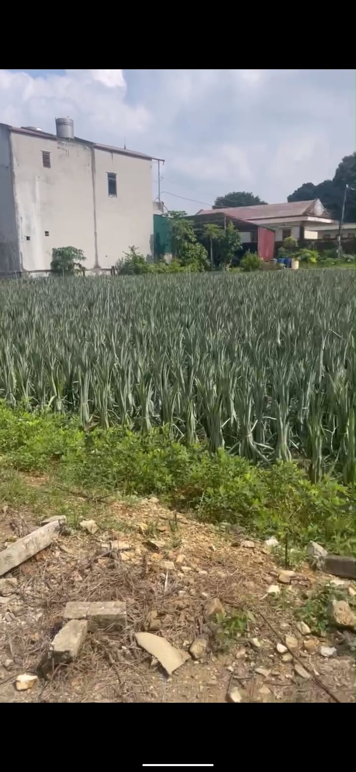 Đất thổ cư khu phố 14 Nam Sơn 89m² giá 700 triệu - Pháp lý rõ ràng!