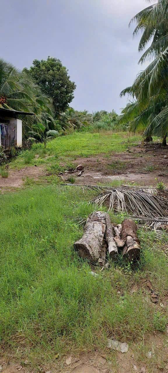 Đất nền Ấp Tân Điền, xã Giục Tượng, 708m² giá 1.25 tỷ - Vị trí đẹp, cao ráo!