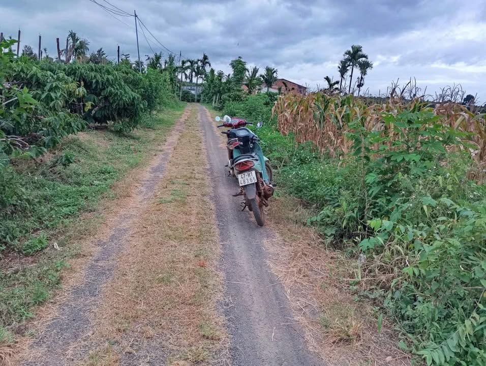 Đất trống 3 sào 6 thôn 9, Cư M'gar chỉ 850 triệu - Cơ hội đầu tư sinh lời!