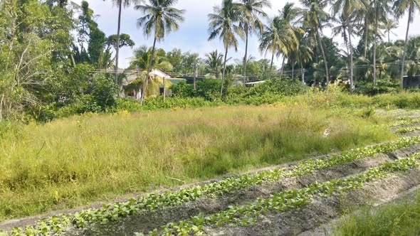 Đất thổ cư 830m² tại xã Hàm Đức, huyện Hàm Thuận Bắc - Giá chỉ 410 triệu!