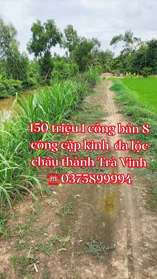 Đất nông nghiệp Đa Lộc, Châu Thành, Trà Vinh 8000m² giá 1.2 tỷ - Cơ hội đầu tư tuyệt vời!