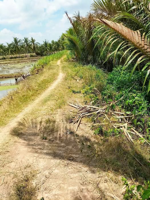 Đất nông nghiệp Đa Lộc, Châu Thành, Trà Vinh - 5 công chỉ 750 triệu - Đầu tư sinh lời ngay!