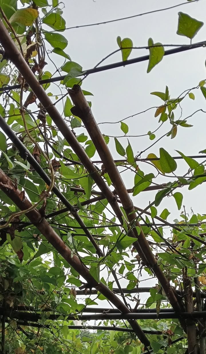 Đất mặt tiền đường Số Tân Quy Quận 7, 70m² giá 12.99 tỷ - Đầu tư sinh lời tuyệt vời!