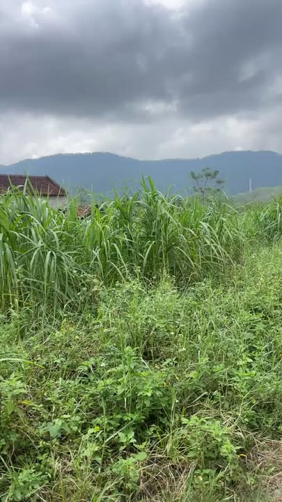 Đất nền 2 mặt tiền Đại Sơn Đô Lương 900m² giá chỉ 600 triệu - Cơ hội đầu tư hấp dẫn!