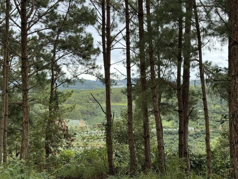 Đất nền tại phường Xuân Trường, Đà Lạt 1000m² giá 1.2 tỷ - View đẹp, cao ráo!