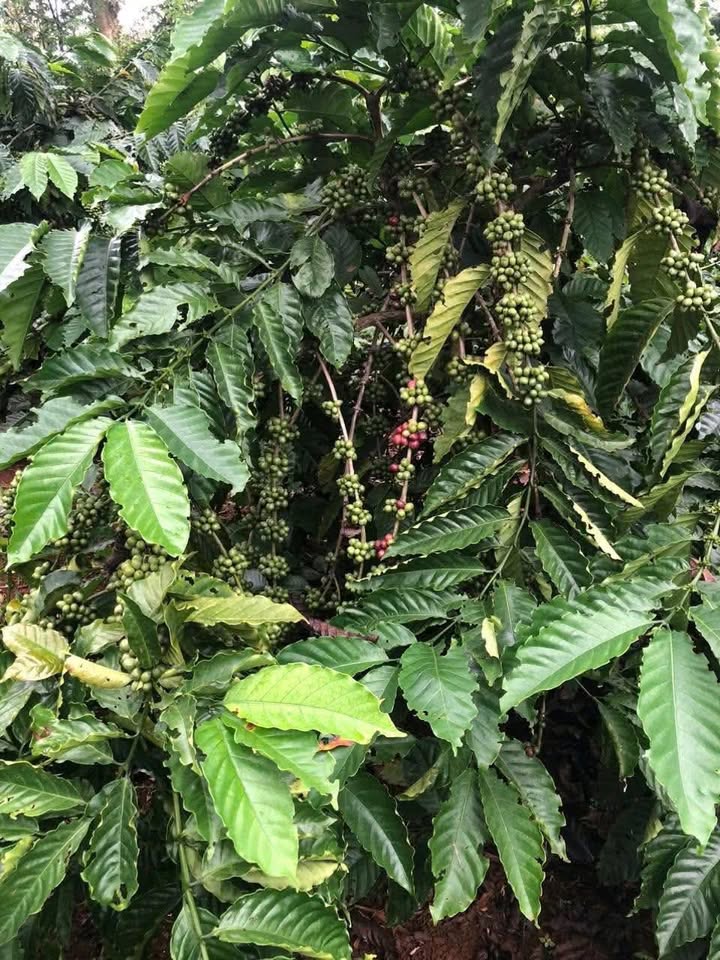 Đất nền Ea Ktur 7200m² giá 115.2 triệu - Tiềm năng đầu tư lớn!