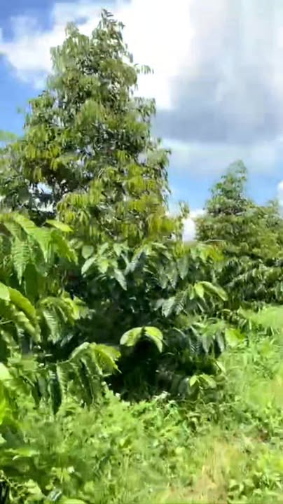 Đất nông nghiệp 20.000m² tại thôn Lô 13, xã Dray Bhăng - Giá chỉ 2.1 tỷ VND!