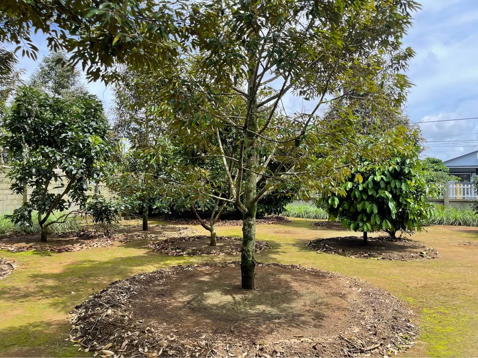 Nhà sân vườn Phường 3, TP. Bảo Lộc 1479m² giá 10.4 tỷ - Lô góc hai mặt tiền tuyệt đẹp!